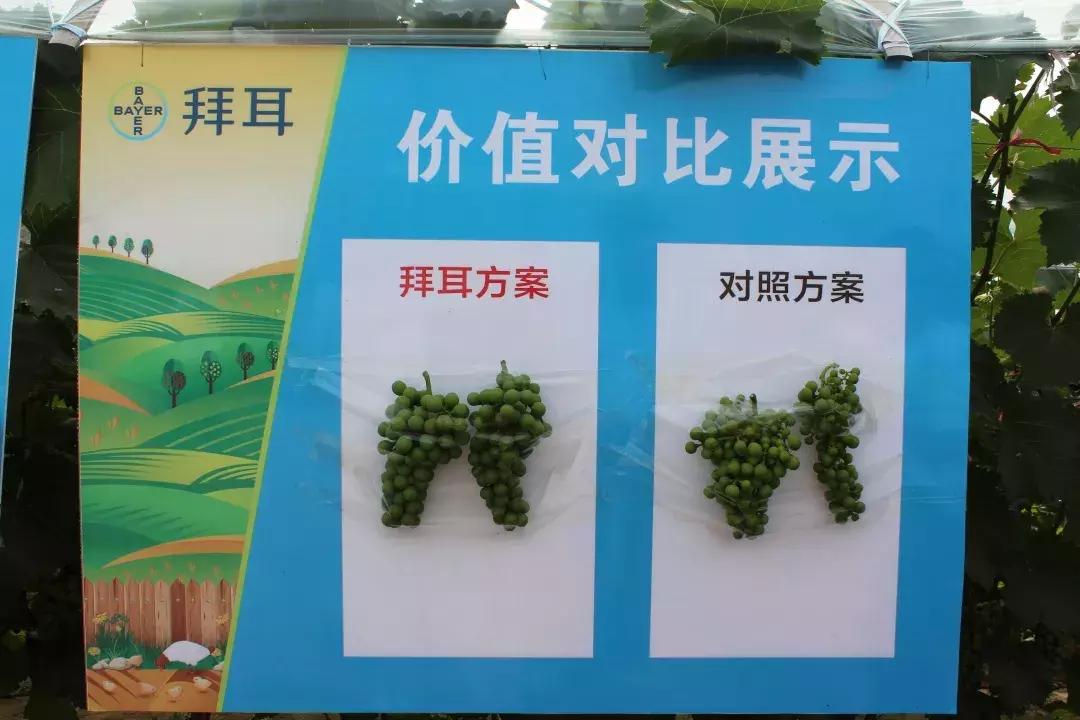 30亩葡萄园农场怎么利润最大化,10亩葡萄园一年能赚多少钱