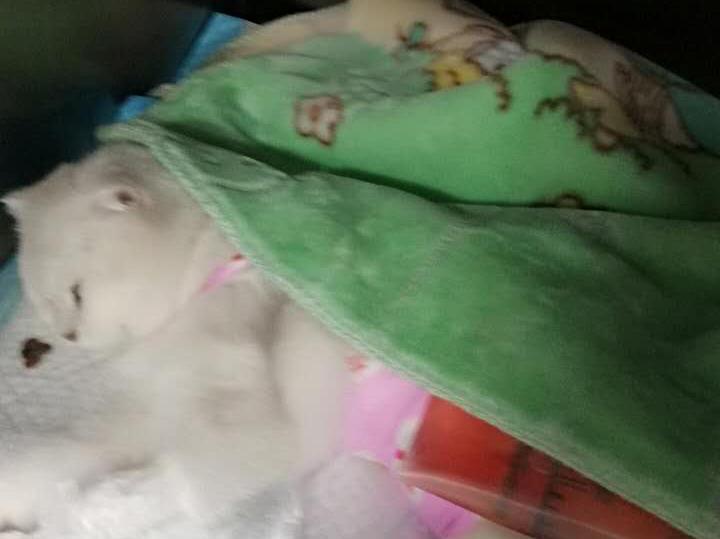 当猫咪遇见病痛,当猫咪突发心脏病如何急救