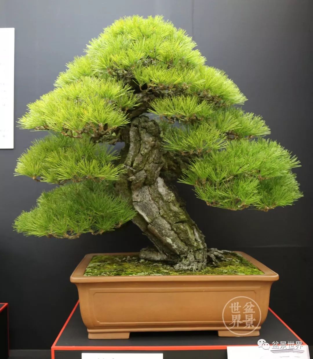 不可多得的黑松盆景素材,富贵大气的盆景有哪些