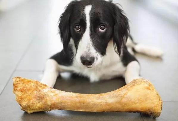 狗狗耳朵有异味发臭用什么药,狗狗耳朵发臭怎么办