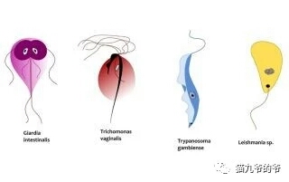 猫九爷:猫的顽固性腹泻(一)~滴虫