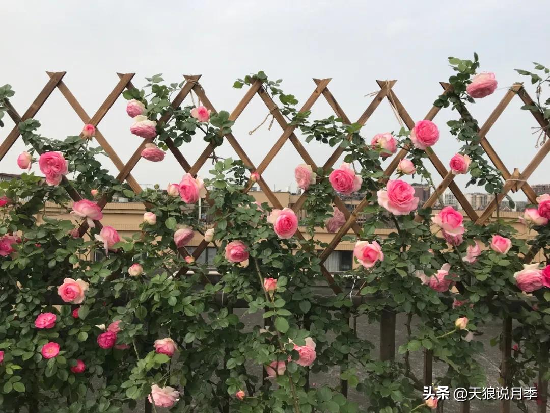 月季花是时候展现真正的技术了 (开春的第一波月季花就这么过去了)