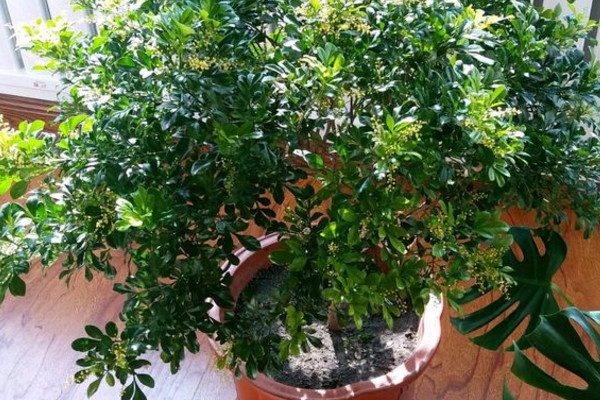 米兰花怎么养才能茂盛,米兰花怎样养才能开得更茂盛