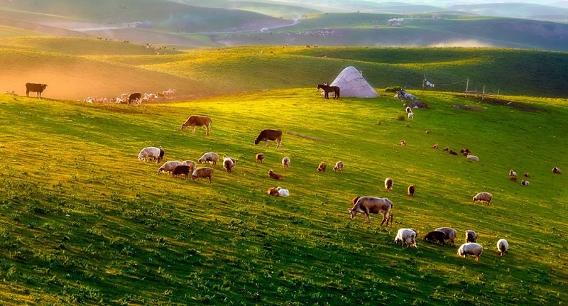 正宗新疆天山羊肉,挑选新疆羊肉