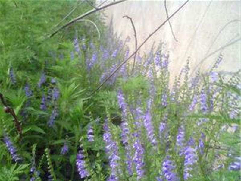 中草药半枝莲,中药半枝莲草功效作用