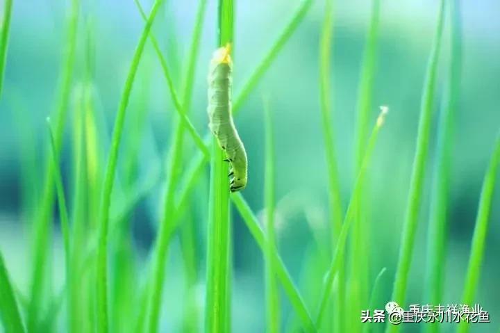 浮游动物饵料大全,各种动物饵料大全