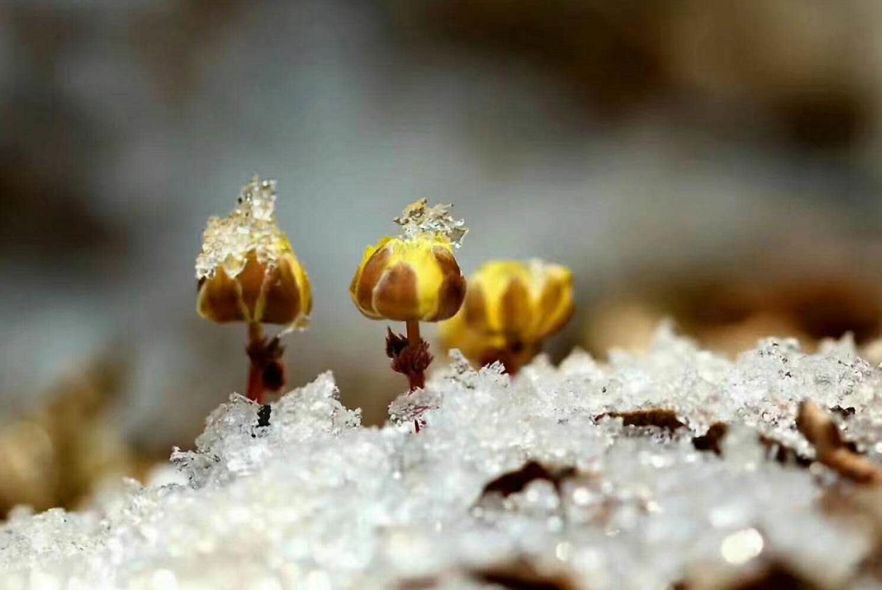 冰凌花带花苞盆栽,冰凌花盆栽种植方法