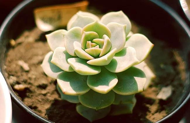 白牡丹老桩处理,白牡丹枯萎怎么治