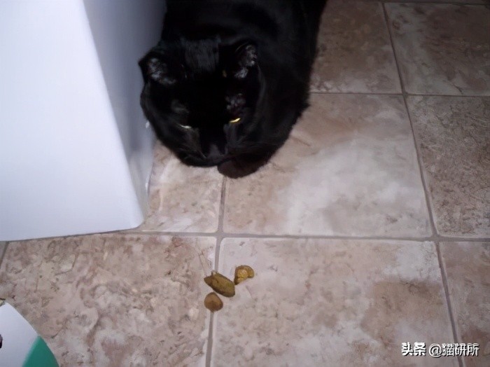 猫咪老是把屎踩的到处都是,猫咪踩屎在脚上