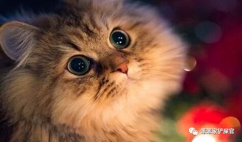 猫咪尿结石不治疗会死吗,猫咪尿结石导致肾衰竭