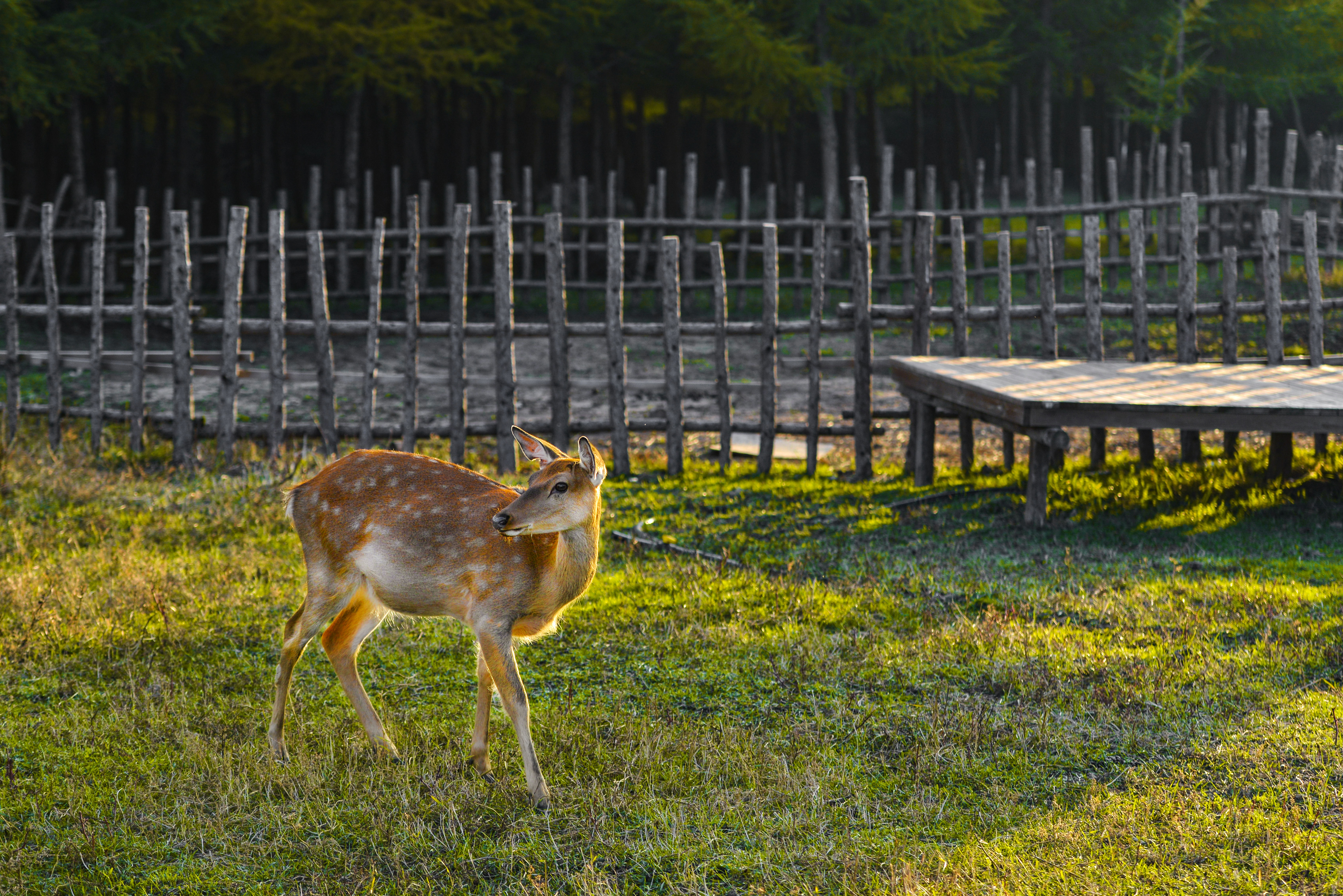 丰宁神仙谷七彩森林景区地图,丰宁坝上七彩森林游玩攻略