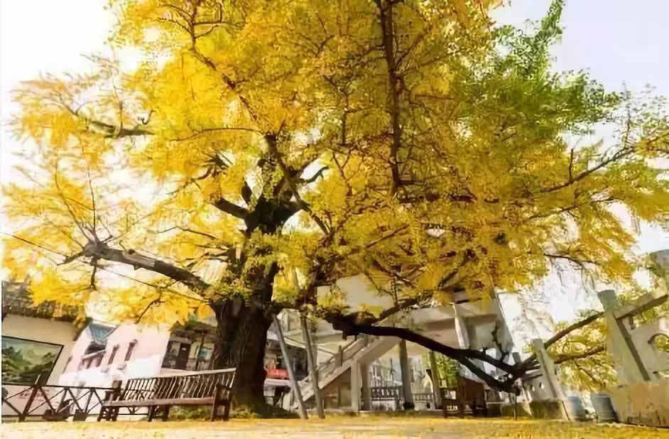 温州秋冬的银杏树确实美,温州最原生态银杏
