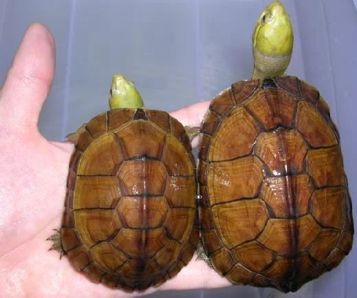 龟心依旧,黄喉拟水龟怎么养更好看