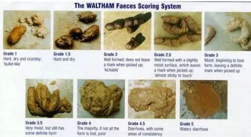 铲屎官必看,猫咪怎么区分软便和硬便