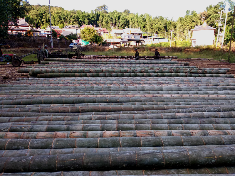 正宗巨龙竹苗怎么种,巨龙竹种子育苗程序