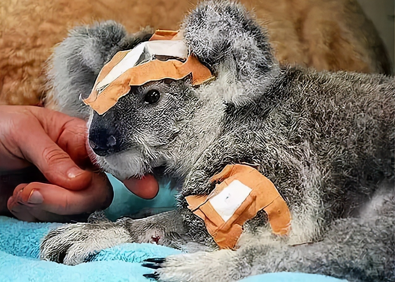 很多动物只在发情期交配,却很少听说得性病,两者有关吗?