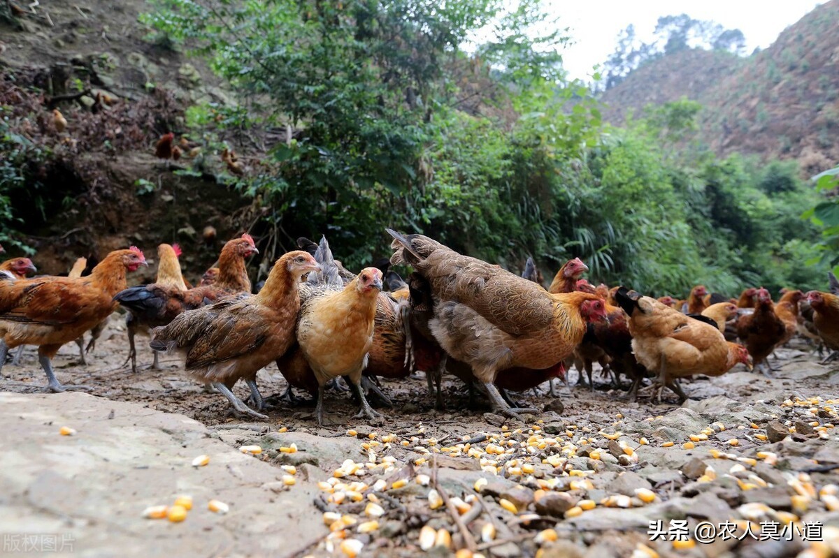 山上养土鸡赚钱吗,山上养公鸡能赚钱吗