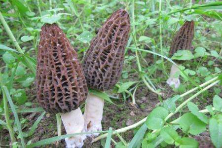 羊肚菌种植栽培技术视频教程（完整版）