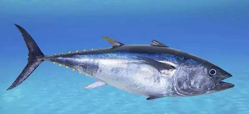 金枪鱼价值70亿,中太6号金枪鱼船造价多少