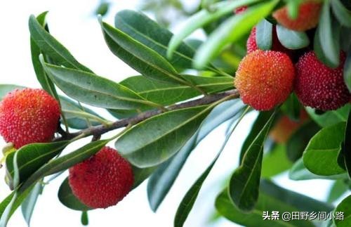 杨梅种植方法与技术,杨梅的种植技术