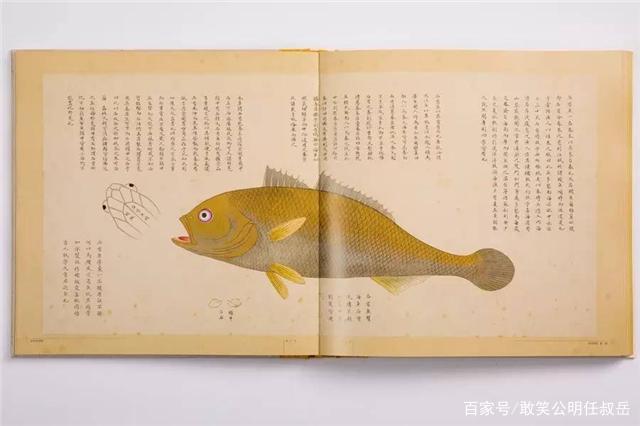 大黄鱼这么贵是因为营养更高吗,野生大黄鱼的五个不一样