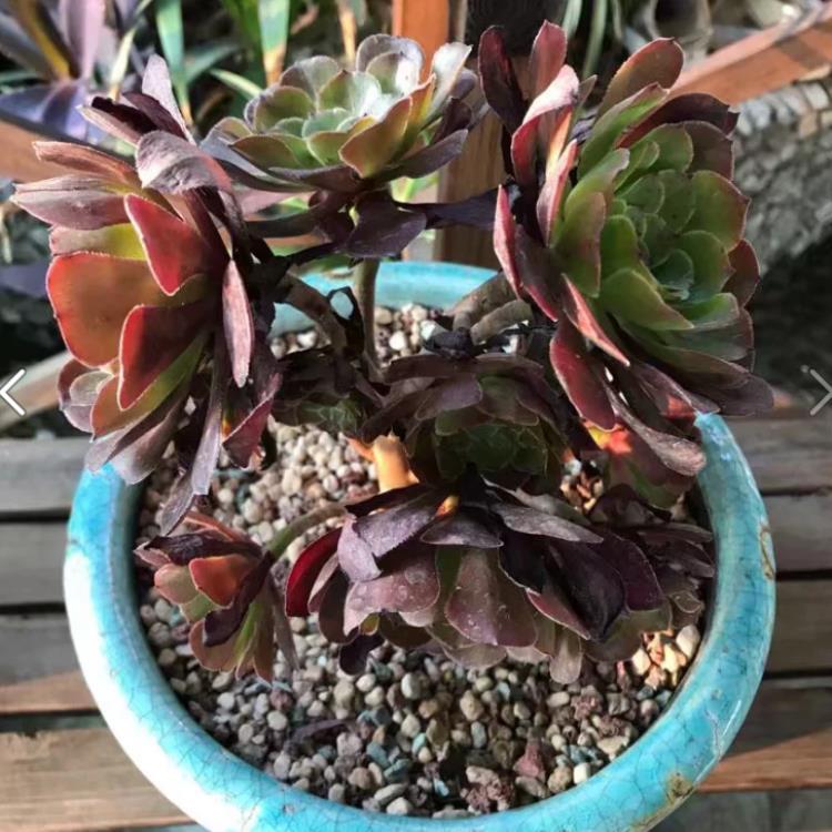 多肉植物法师黑腐了怎么“救”？这2招了解一下吧