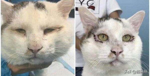 猫割双眼皮怎么治疗,猫咪割双眼皮是什么原因