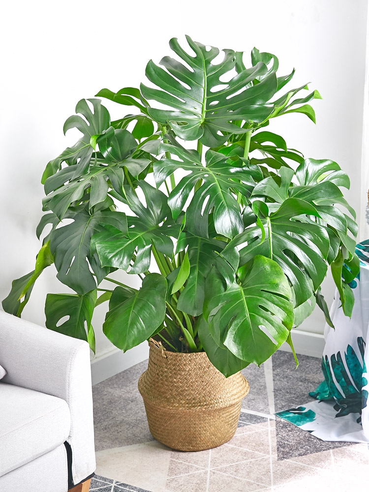 适合阳光暴晒的观叶绿植,适合室内养的高端观叶绿植