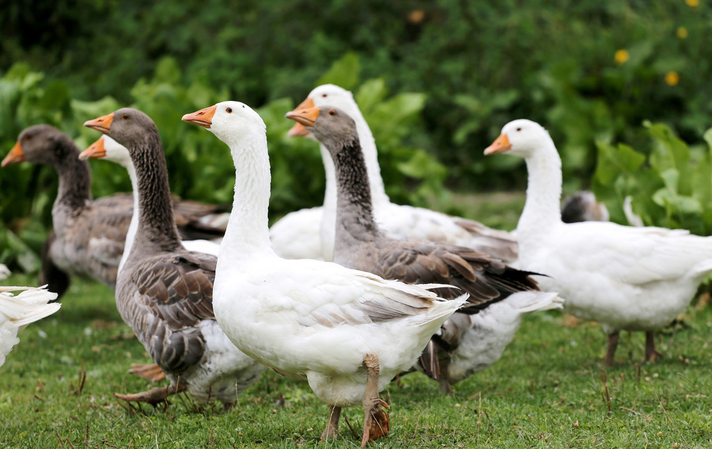蛇碰到鹅粪后身体会溃烂,鹅粪对蛇有什么危害