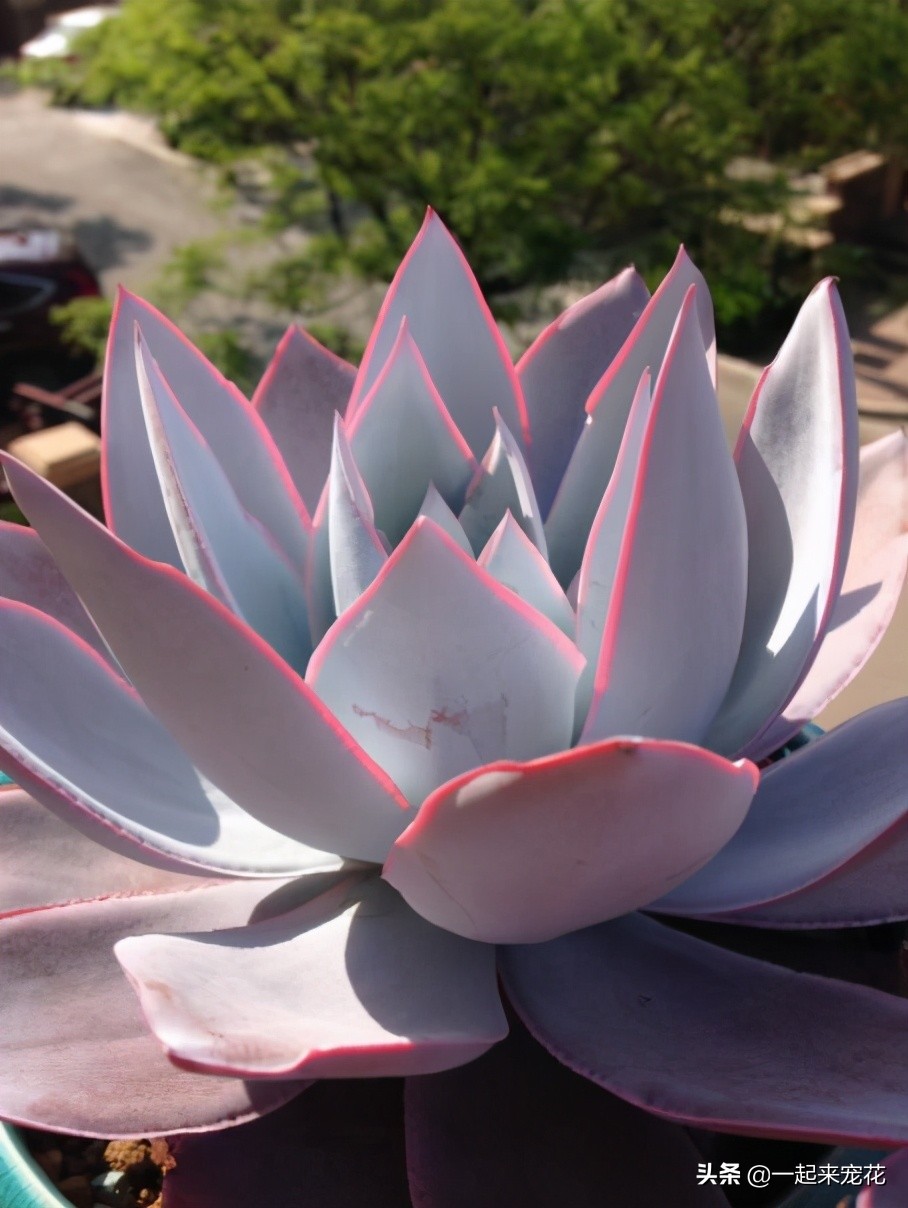 夏天刚收到的广寒宫怎么养,广寒宫夏季好养吗