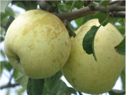 苹果果锈用什么药效果好,苹果果锈怎么去除