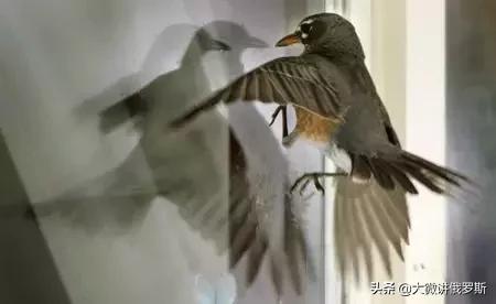 俄罗斯送礼物的禁忌,俄罗斯送礼物有什么传统