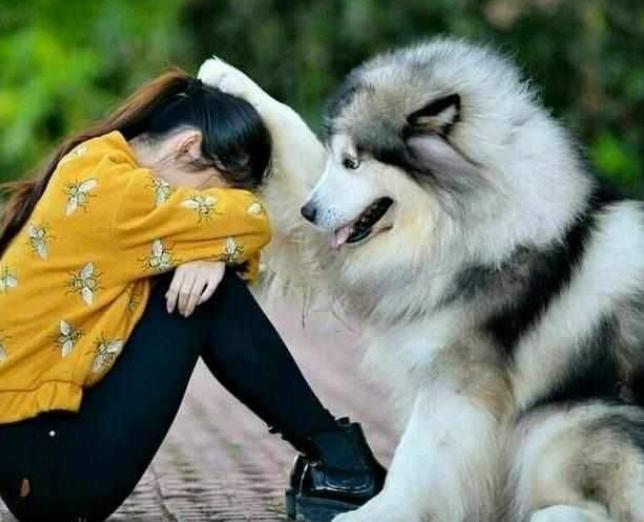 狗狗冬天暖宝宝,适合抱着睡觉的狗狗