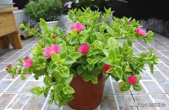 什么吊兰好养也漂亮,好养开花好看的吊兰