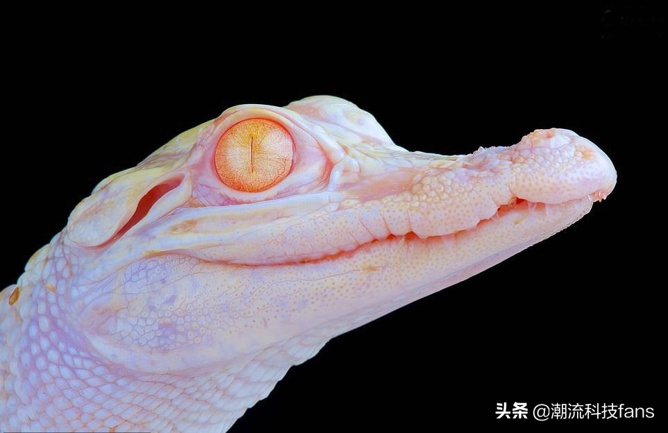 盘点那些美丽的动物,美丽且濒危的动物