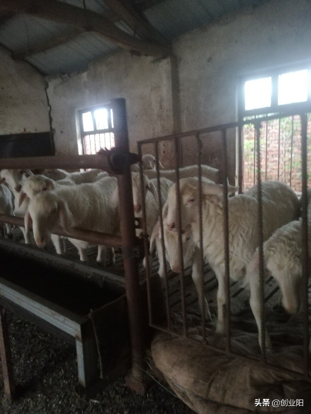 养羊常见的病治疗方法,养羊过程中遇到羊的各种疾病