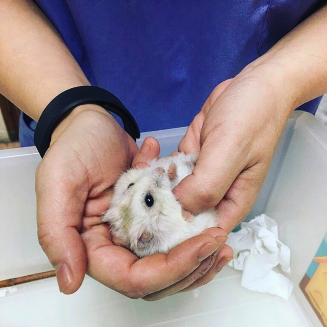 仓鼠得了肿瘤越来越瘦,怎么避免仓鼠得肿瘤的