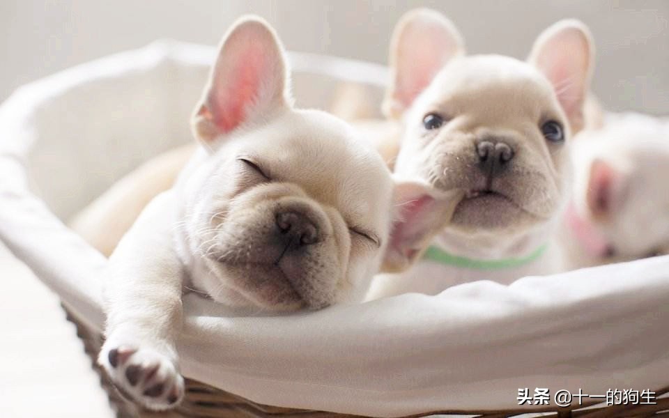 狗的爪爪可以不剪吗,狗的爪子有多厉害