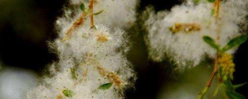 植物种子简介,考拉园艺网养花土配方