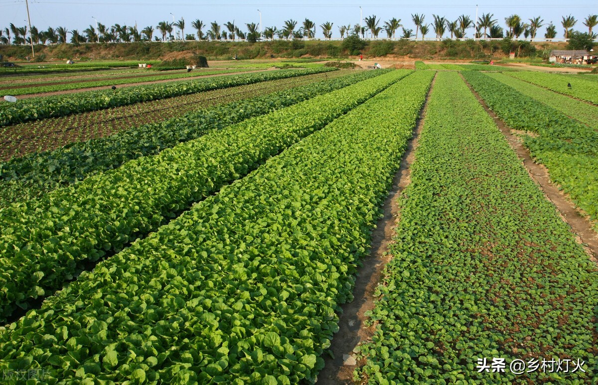 土壤杀菌消毒用生石灰还是熟石灰,花盆土壤消毒杀菌的最好方法