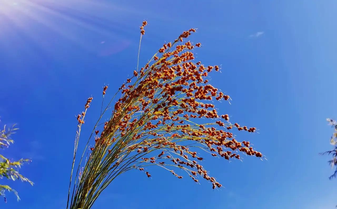 你认识野菜吗图片,你认识田间的草吗