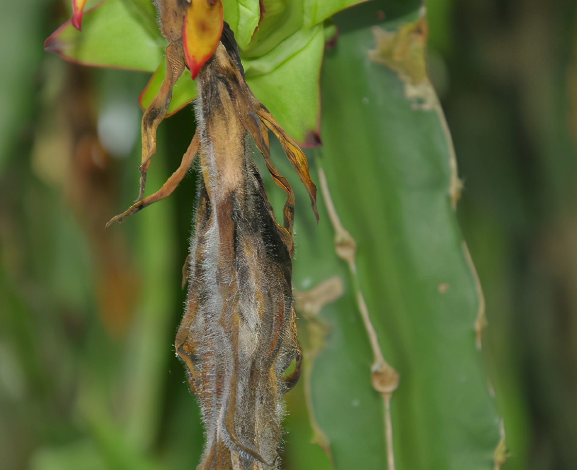 火龙果开花的地方发霉正常吗,火龙果灰霉病怎么回事