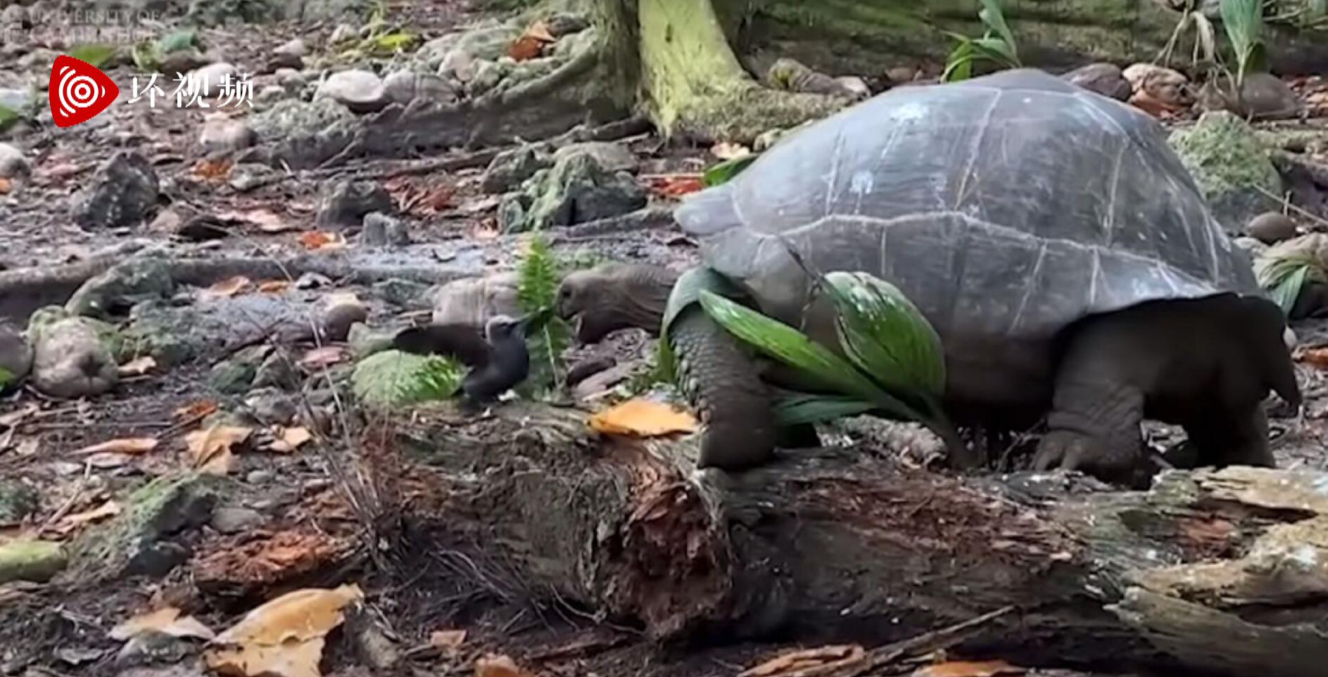 好罕见！野生乌龟捕食雏鸟，一口咬死为什么草食动物开始吃肉了？