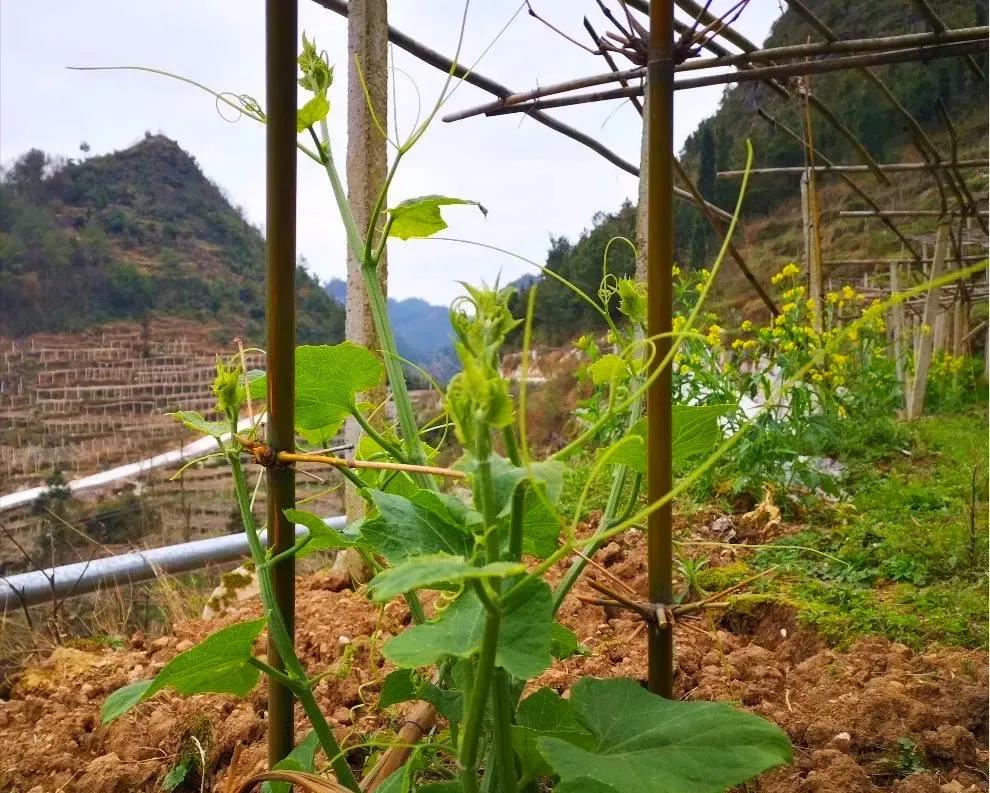 纯真年代（15）贵州安顺佛手玉润念佛手瓜