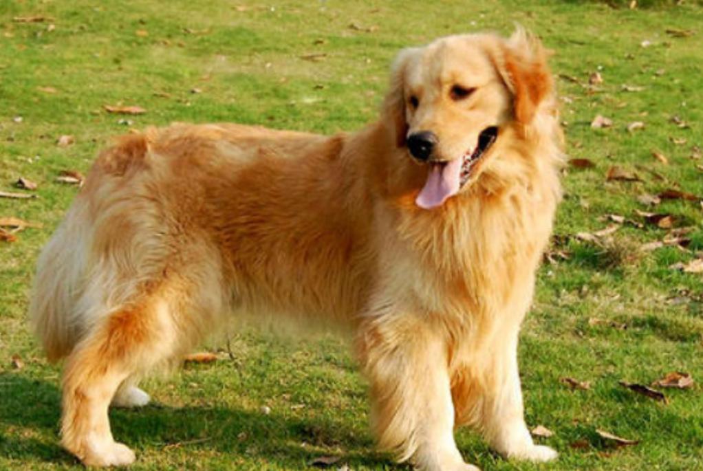 贪吃狗狗吞刀子,狗狗吞11只鸭子