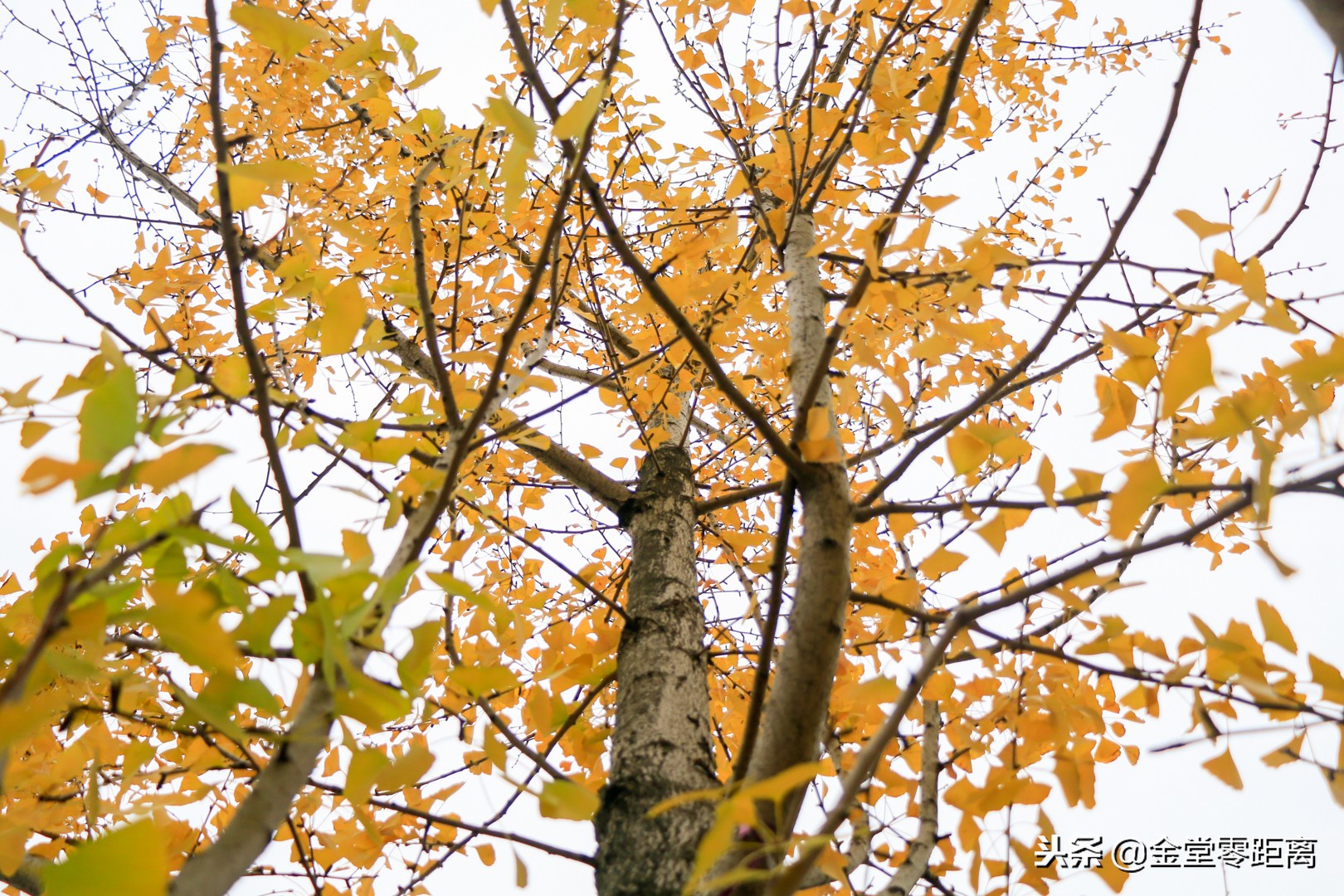 成都文理学院出来怎么样,成都文理学院金堂是本科吗