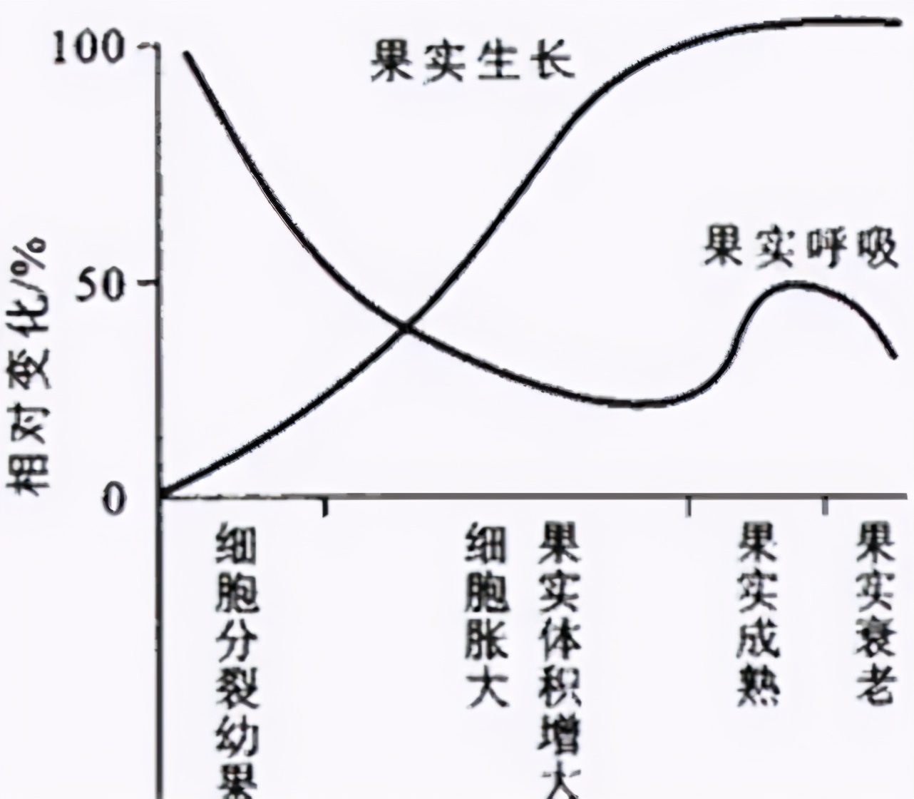 猕猴桃催熟不当会有什么后果,为什么红心猕猴桃不用催熟
