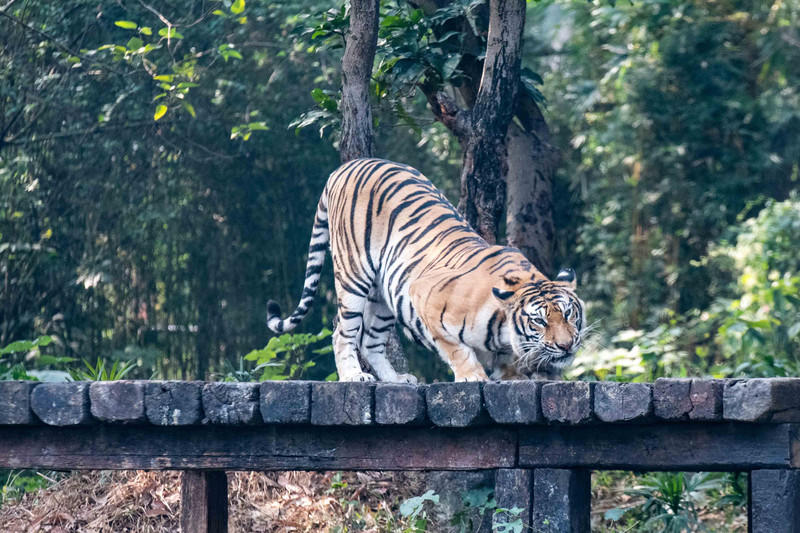 广州长隆野生动物世界的游玩攻略,广州长隆野生动物世界一日游回顾