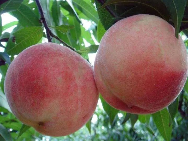 山水望城，“桃”醉你我，通体洁白、如羊脂玉般的蜜桃您见过吗？