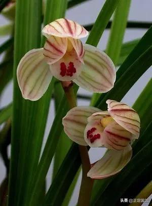 为什么兰花被称为国兰,为什么兰花又叫国兰